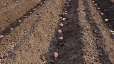 Bahçeye patates ekin. Seçici odaklanma. Doğa.