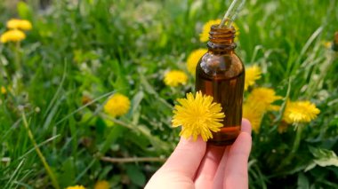 Karahindiba özü ve homeopatik takviyeler. Seçici odaklanma. Doğa.