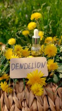 Karahindiba özü ve homeopatik takviyeler. Seçici odaklanma. Doğa.