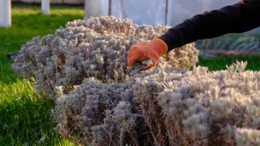 Bahçıvan lavanta çalılarını buduyor. Seçici odaklanma. Doğa.