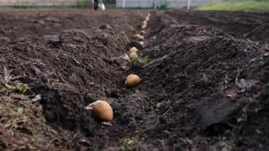 Bahçeye patates ekin. Seçici odaklanma. Doğa.