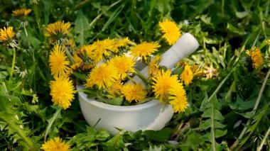 Karahindiba özü ve homeopatik takviyeler. Seçici odaklanma. Doğa.