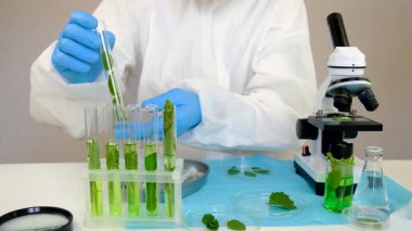 Laboratuvardaki bitkilerin araştırması. Seçici odaklanma. Doğa.