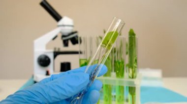 Laboratuvardaki bitkilerin araştırması. Seçici odaklanma. Doğa.