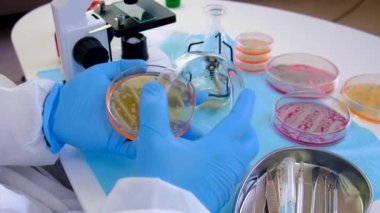 Laboratuvardaki petri kabındaki bakterileri inceleyin. Seçici odaklanma. Doğa.