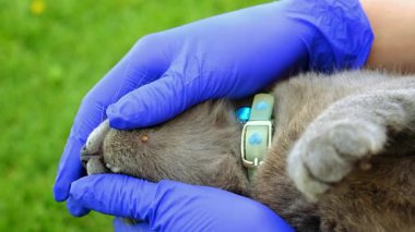 Bir kediye tik tak. Seçici odaklanma. hayvan.