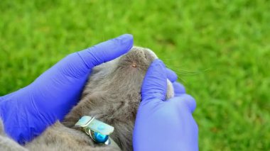 Bir kediye tik tak. Seçici odaklanma. hayvan.