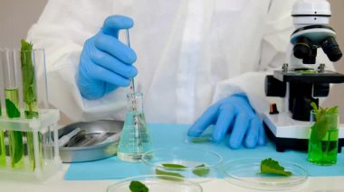 Laboratuvardaki bitkilerin araştırması. Seçici odaklanma. Doğa.