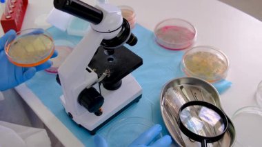 Laboratuvardaki petri kabındaki bakterileri inceleyin. Seçici odaklanma. Doğa.