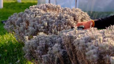 Bahçıvan lavanta çalılarını buduyor. Seçici odaklanma. Doğa.