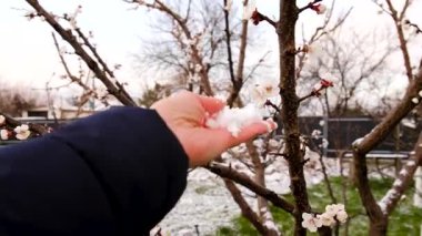 Ağaçlar ilkbaharda çiçek açar. Seçici odaklanma. Doğa.