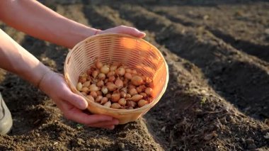 Bahçeye soğan ekiyorum. Seçici odaklanma. Doğa.