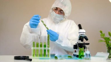 Laboratuvardaki bitkilerin araştırması. Seçici odaklanma. Doğa.