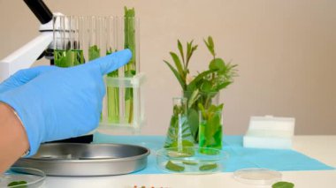 Laboratuvardaki bitkilerin araştırması. Seçici odaklanma. Doğa.