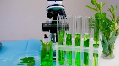 Laboratuvardaki bitkilerin araştırması. Seçici odaklanma. Doğa.