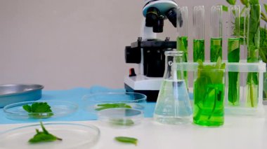 Laboratuvardaki bitkilerin araştırması. Seçici odaklanma. Doğa.