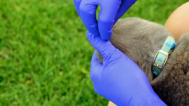 Bir kediye tik tak. Seçici odaklanma. hayvan.