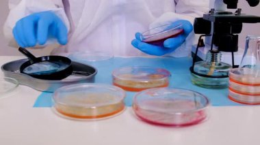 Laboratuvardaki petri kabındaki bakterileri inceleyin. Seçici odaklanma. Doğa.