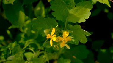 Şifalı bitkisel selandin özü ve diyet takviyeleri. Seçici odaklanma. Doğa.