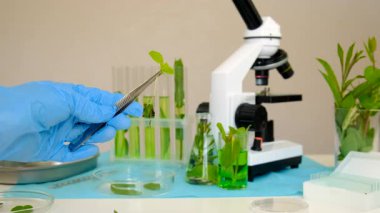 Laboratuvardaki bitkilerin araştırması. Seçici odaklanma. Doğa.