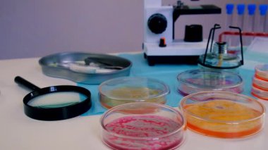 Laboratuvardaki petri kabındaki bakterileri inceleyin. Seçici odaklanma. Doğa.