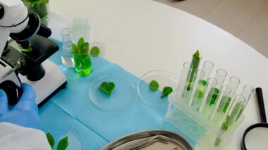 Laboratuvardaki bitkilerin araştırması. Seçici odaklanma. Doğa.