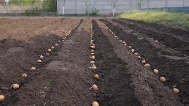 Bahçeye patates ekin. Seçici odaklanma. Doğa.