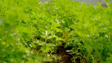 Bahçede maydanoz yetişiyor. Seçici odaklanma. Doğa.