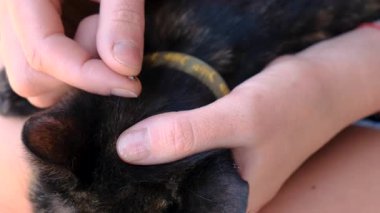 Bir kediye tik tak. Seçici odaklanma. hayvan.