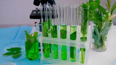 Laboratuvardaki bitkilerin araştırması. Seçici odaklanma. Doğa.