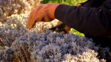 Bahçıvan lavanta çalılarını buduyor. Seçici odaklanma. Doğa.