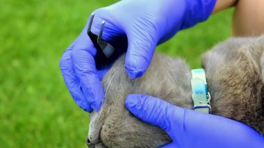 Bir kediye tik tak. Seçici odaklanma. hayvan.