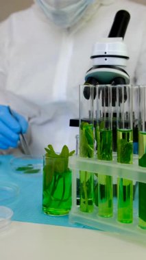 Laboratuvardaki bitkilerin araştırması. Seçici odaklanma. Doğa.