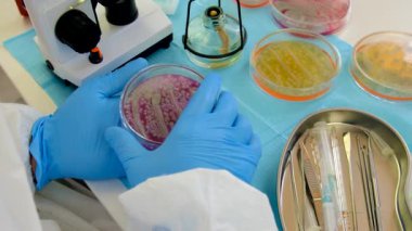 Laboratuvardaki petri kabındaki bakterileri inceleyin. Seçici odaklanma. Doğa.