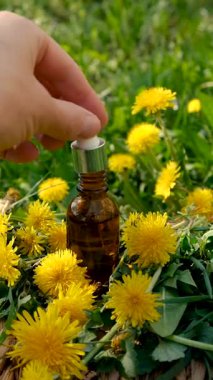 Karahindiba özü ve homeopatik takviyeler. Seçici odaklanma. Doğa.