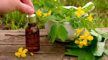 Şifalı bitkisel selandin özü ve diyet takviyeleri. Seçici odaklanma. Doğa.