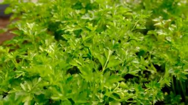 Bahçede maydanoz yetişiyor. Seçici odaklanma. Doğa.