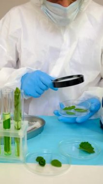 Laboratuvardaki bitkilerin araştırması. Seçici odaklanma. Doğa.