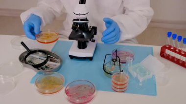 Laboratuvardaki petri kabındaki bakterileri inceleyin. Seçici odaklanma. Doğa.