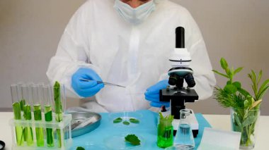 Laboratuvardaki bitkilerin araştırması. Seçici odaklanma. Doğa.