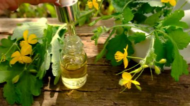 Şifalı bitkisel selandin özü ve diyet takviyeleri. Seçici odaklanma. Doğa.