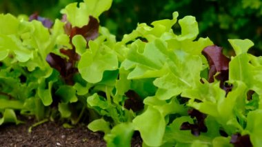 Bahçede yeşillikler yetişiyor. Seçici odaklanma. yiyecek.