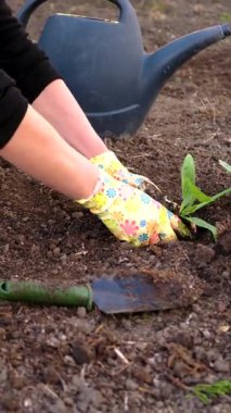 Bahçeye kabak ekiyorum. Seçici odaklanma. Doğa.
