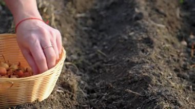 Bahçeye soğan ekiyorum. Seçici odaklanma. Doğa.