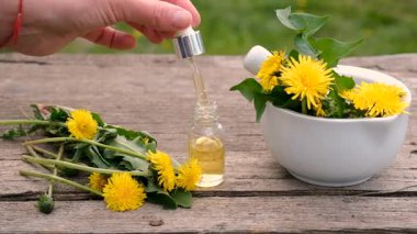 Karahindiba özü ve homeopatik takviyeler. Seçici odaklanma. Doğa.