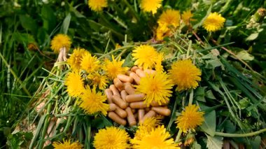 Karahindiba özü ve homeopatik takviyeler. Seçici odaklanma. Doğa.