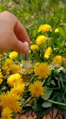 Karahindiba özü ve homeopatik takviyeler. Seçici odaklanma. Doğa.