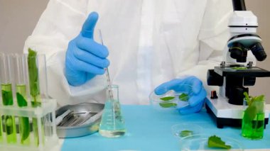 Laboratuvardaki bitkilerin araştırması. Seçici odaklanma. Doğa.