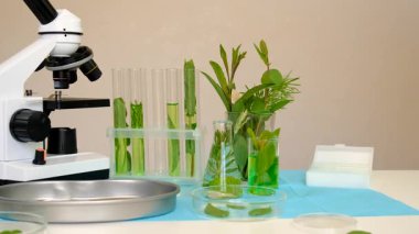 Laboratuvardaki bitkilerin araştırması. Seçici odaklanma. Doğa.