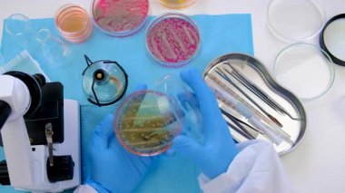 Laboratuvardaki petri kabındaki bakterileri inceleyin. Seçici odaklanma. Doğa.